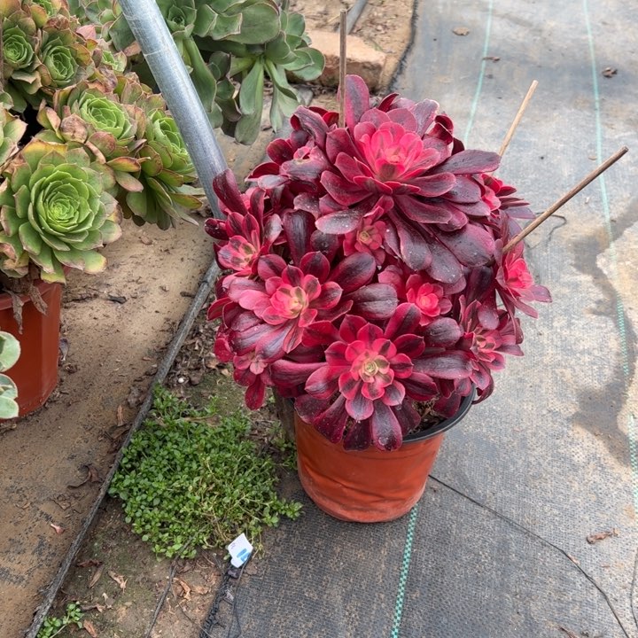 56美杜莎多肉多肉多肉