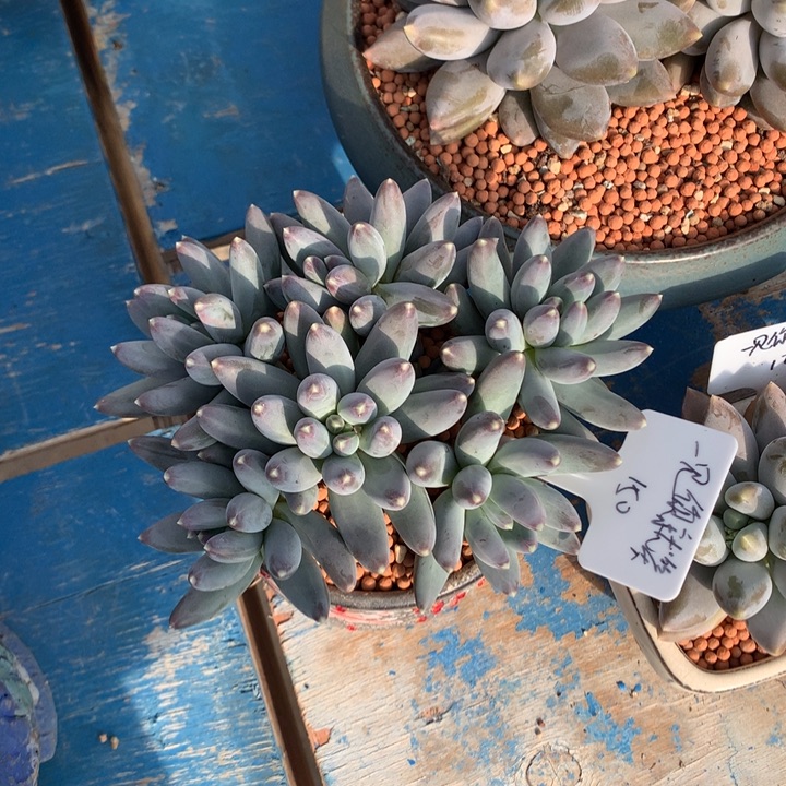 松果潜力股平头寄养