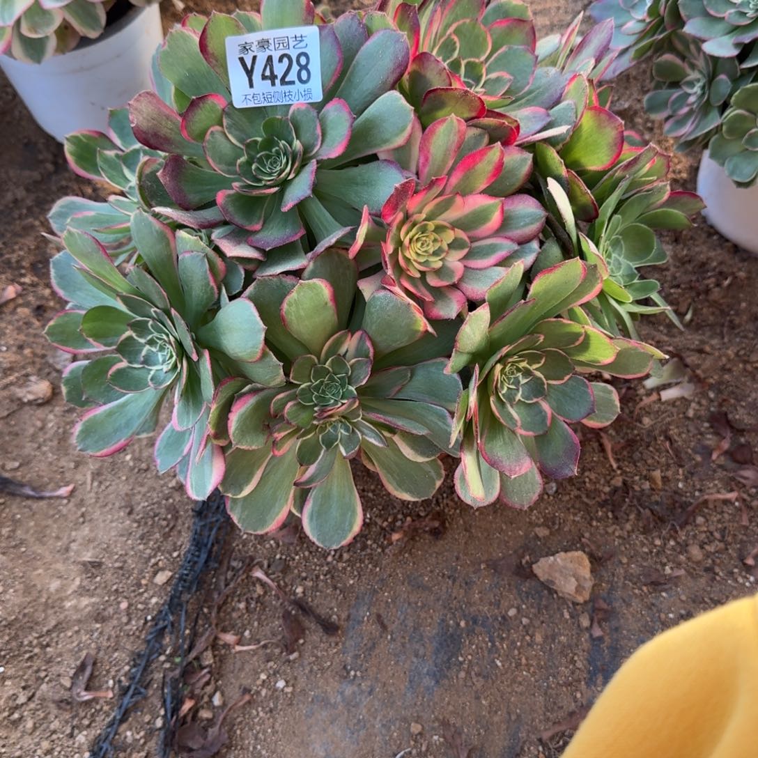 428粉花姚官服25左右2