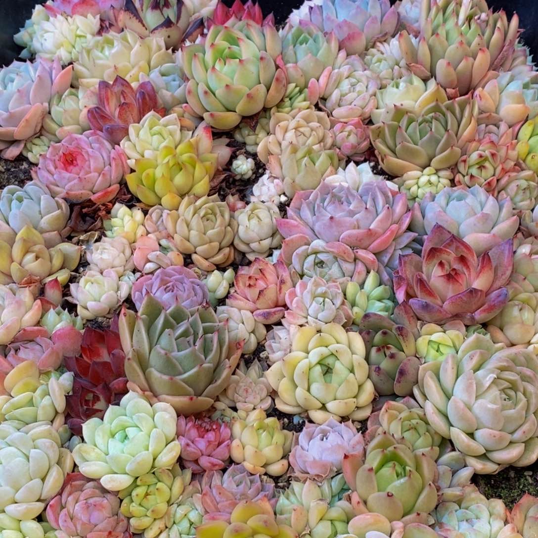 358多肉植物保护研究所
