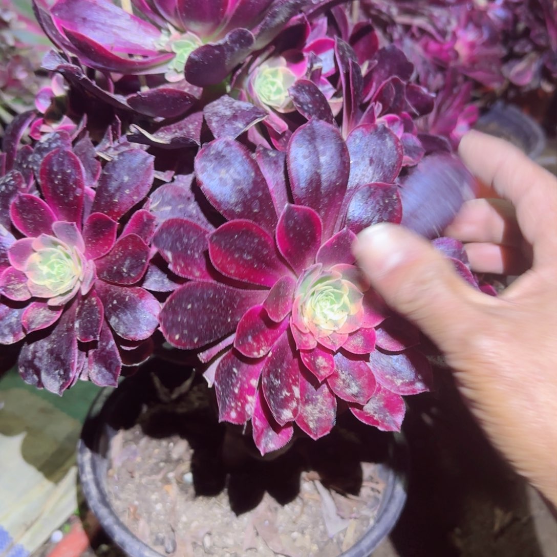 金丝雀法师多肉021