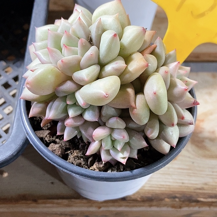 多肉植物象牙1937