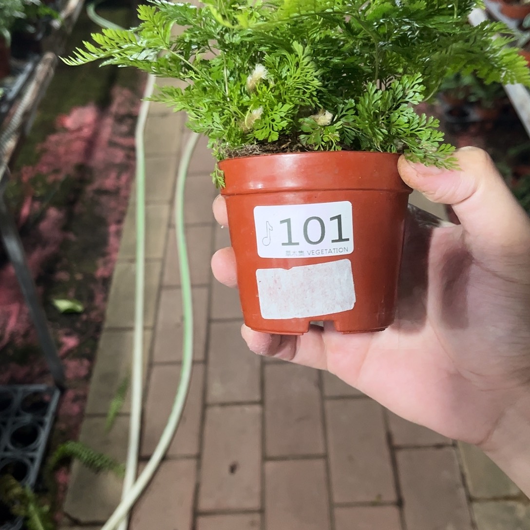 完全开放101狼尾蕨