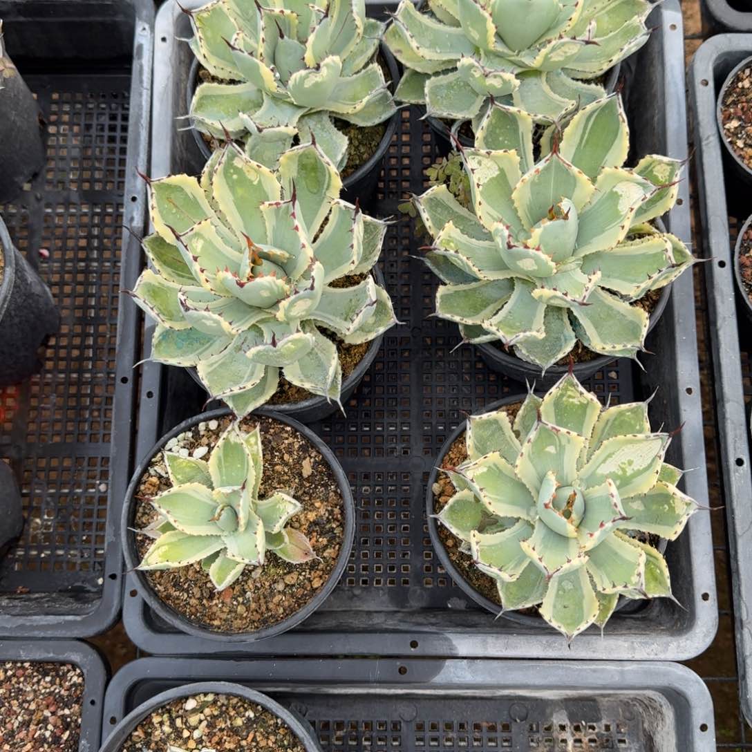 龙舌兰锦一物一拍多肉植物