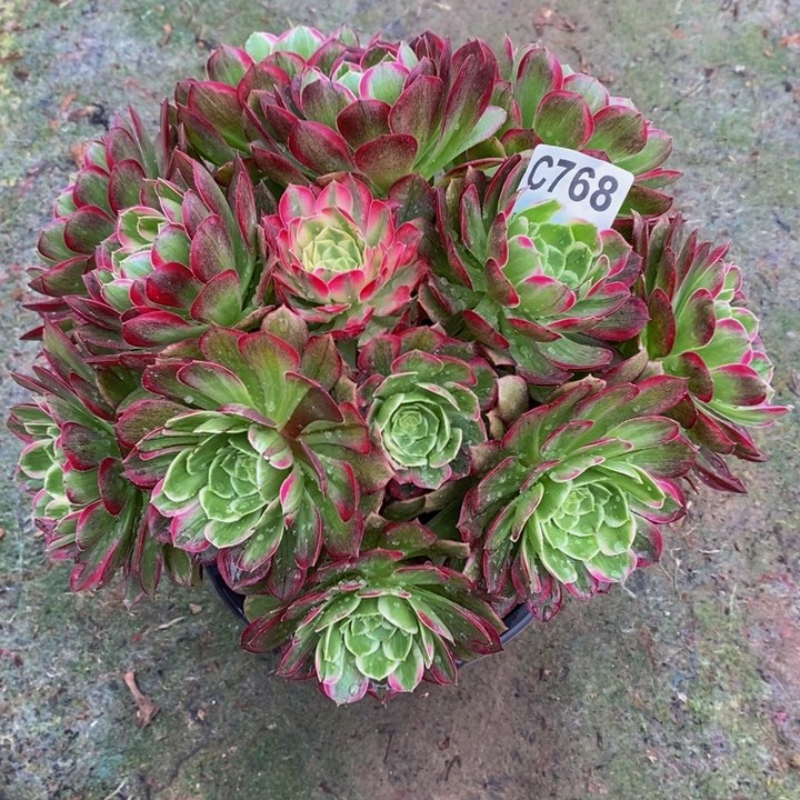 水晶莲花多肉植物768