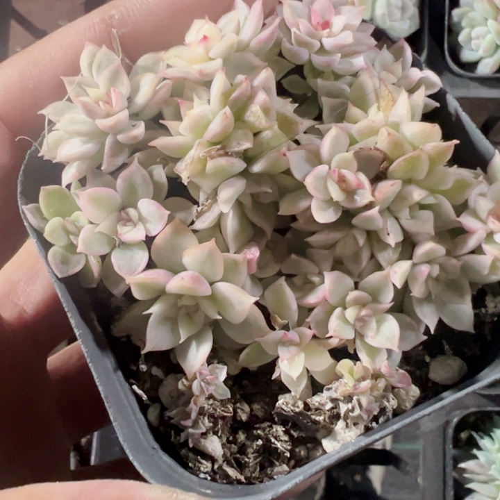 女雏锦精品多肉植物大战