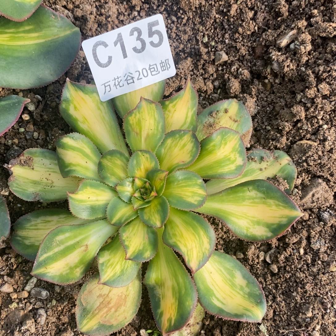 135幻彩多肉植物