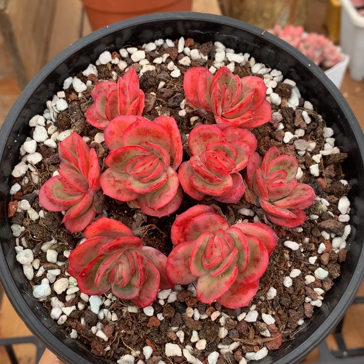 精控冰玫瑰锦群多肉