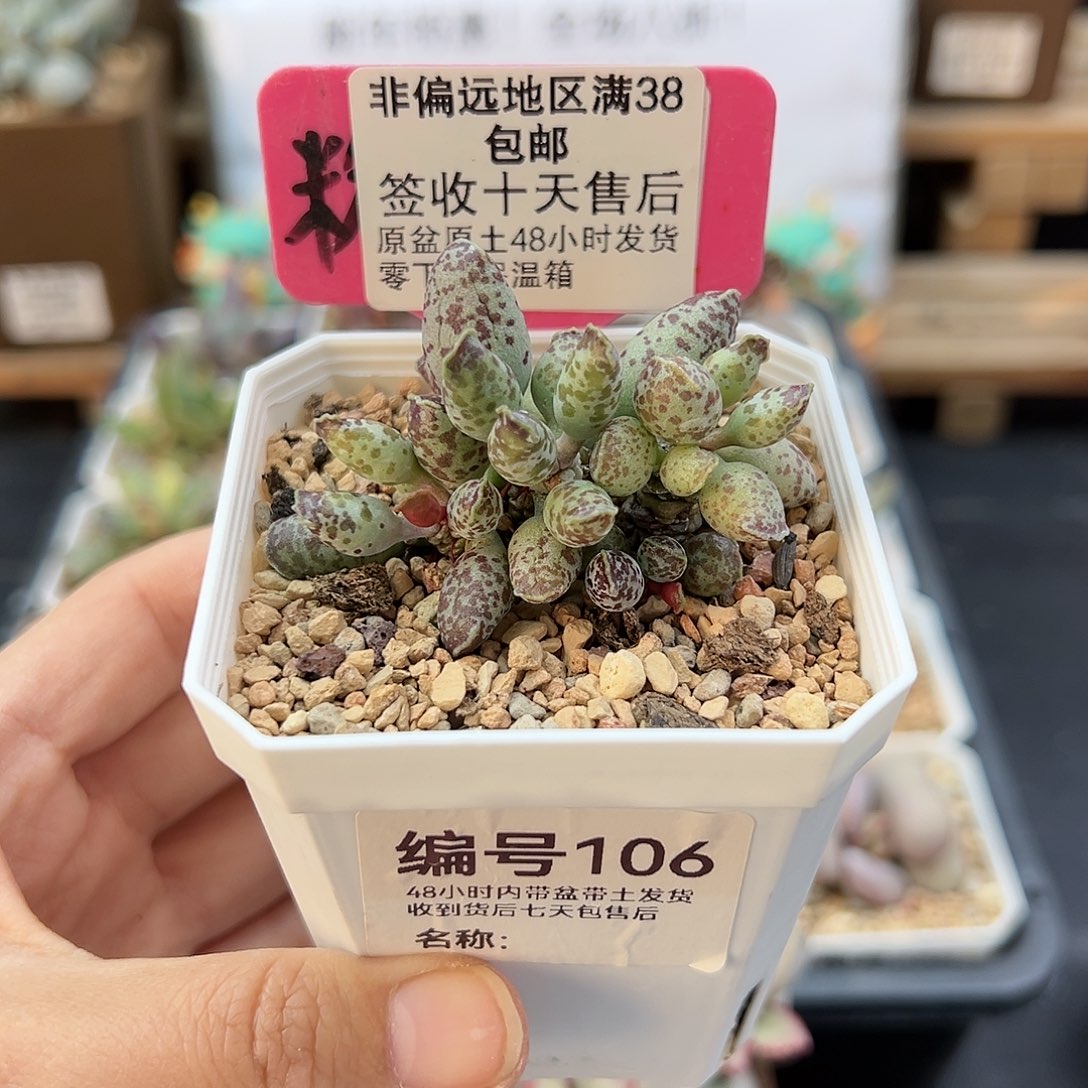 106战神海豹多肉