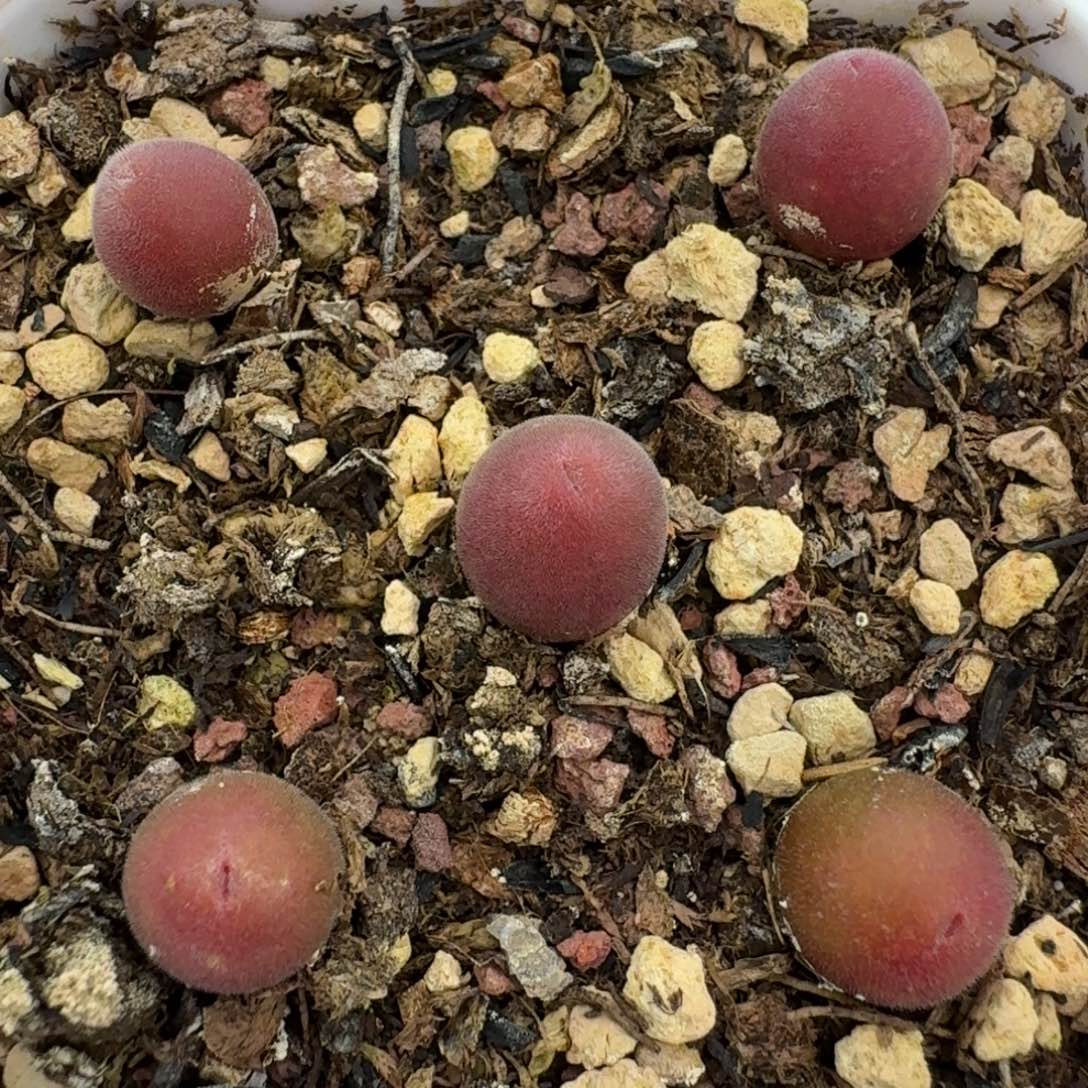 139宝辉五颗带盆土发货