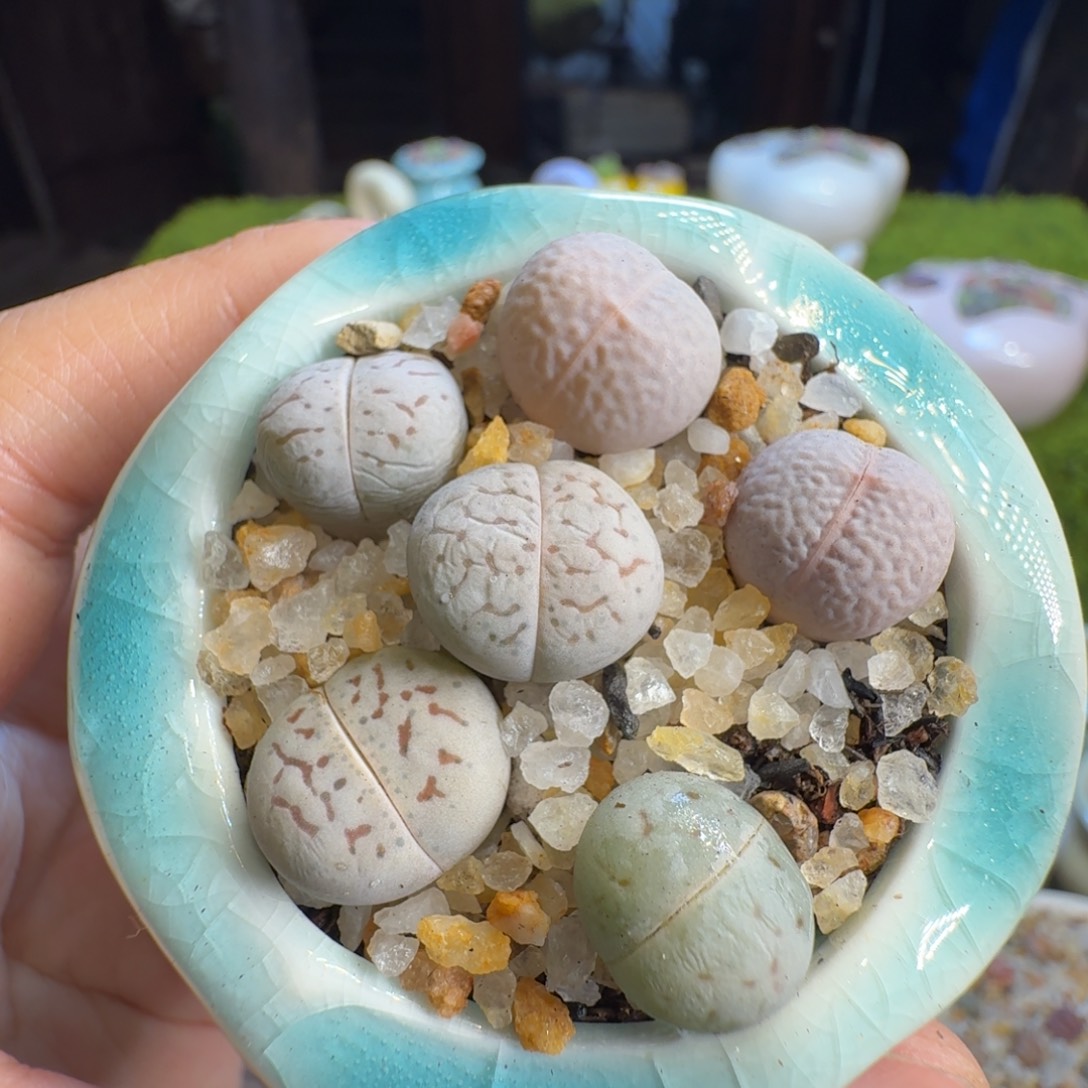 卿***多肉植物开播福利1282