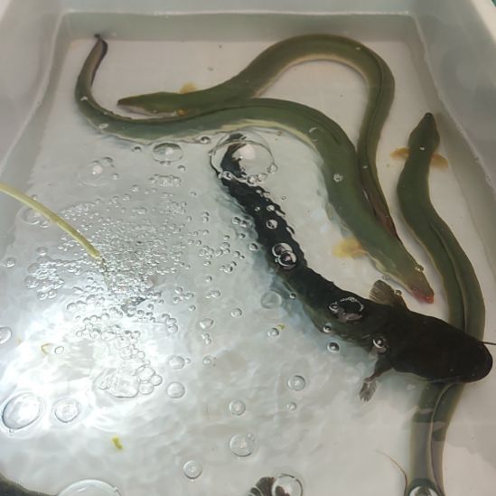 中国大陆浙江省绍兴市柯桥区