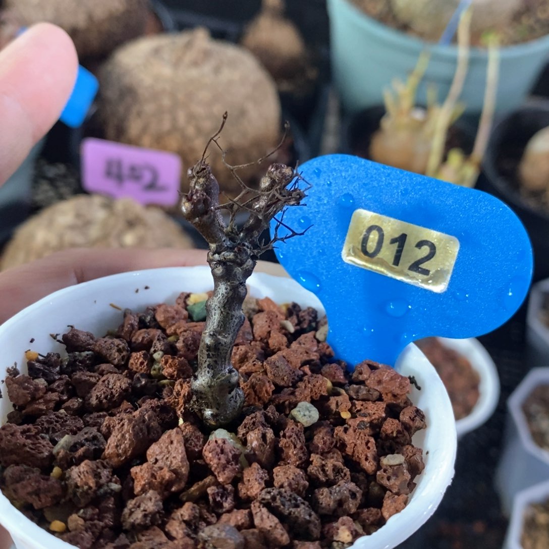 黑曼巴多肉植物一个
