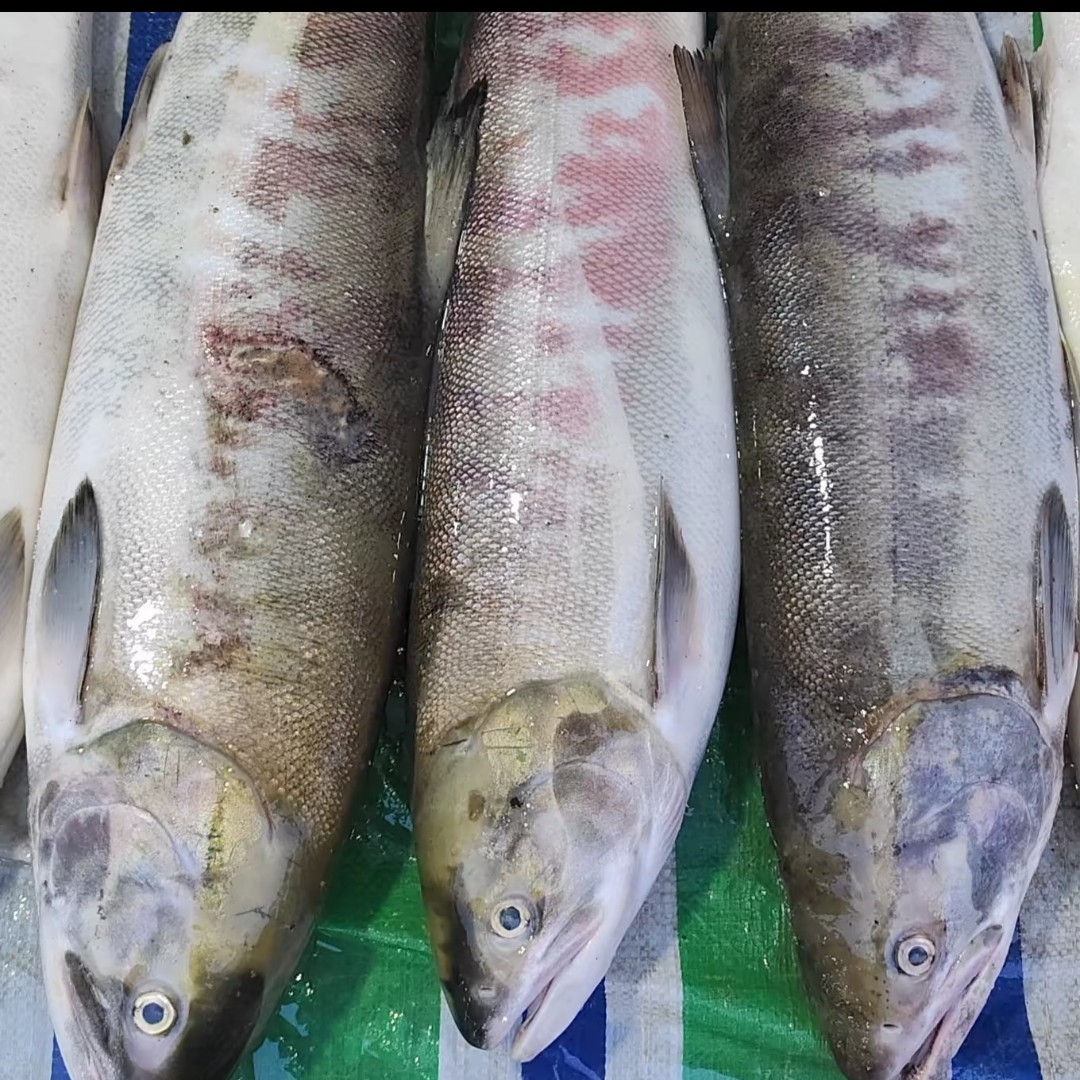 乌苏里江大马哈鱼速冻包邮