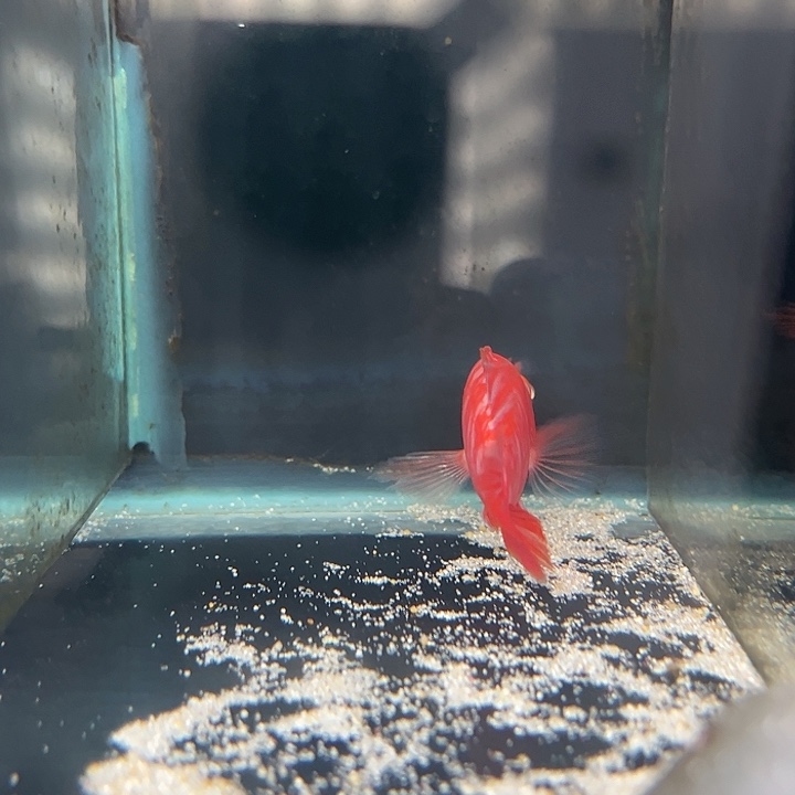 海水鱼15号白子红ob