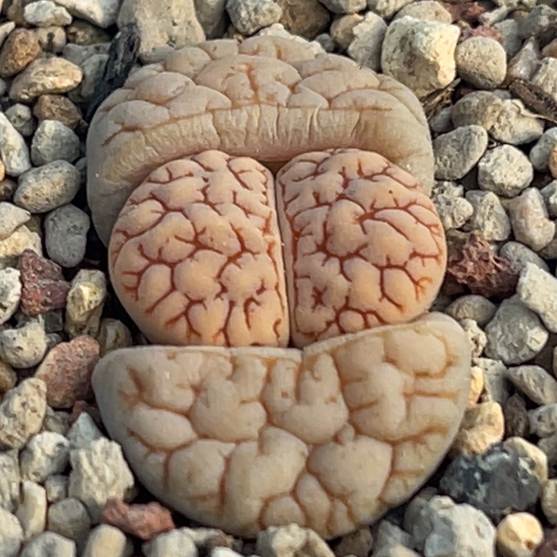 8756球体红纹蛙哥189一颗