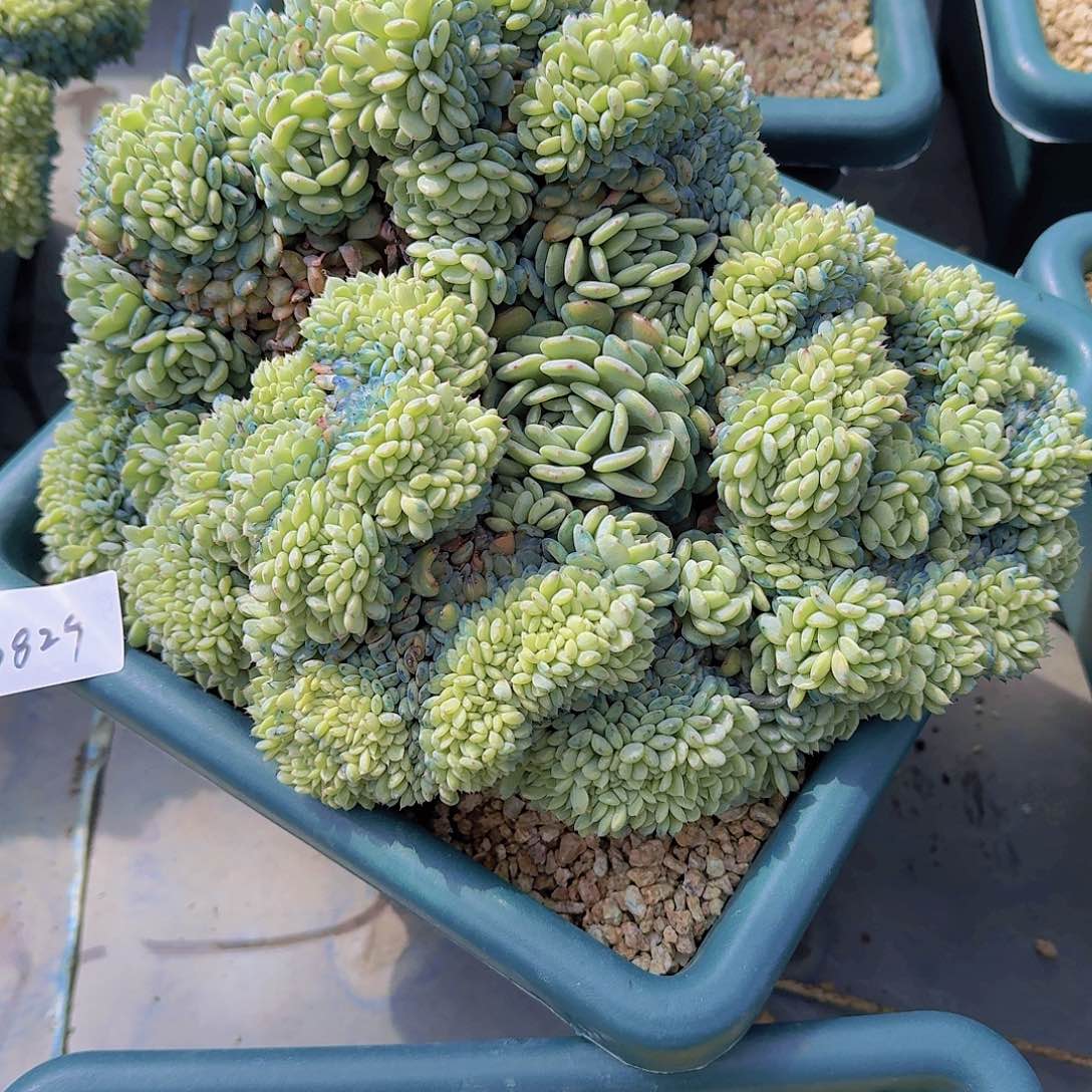 一**阳0829白胖子多肉