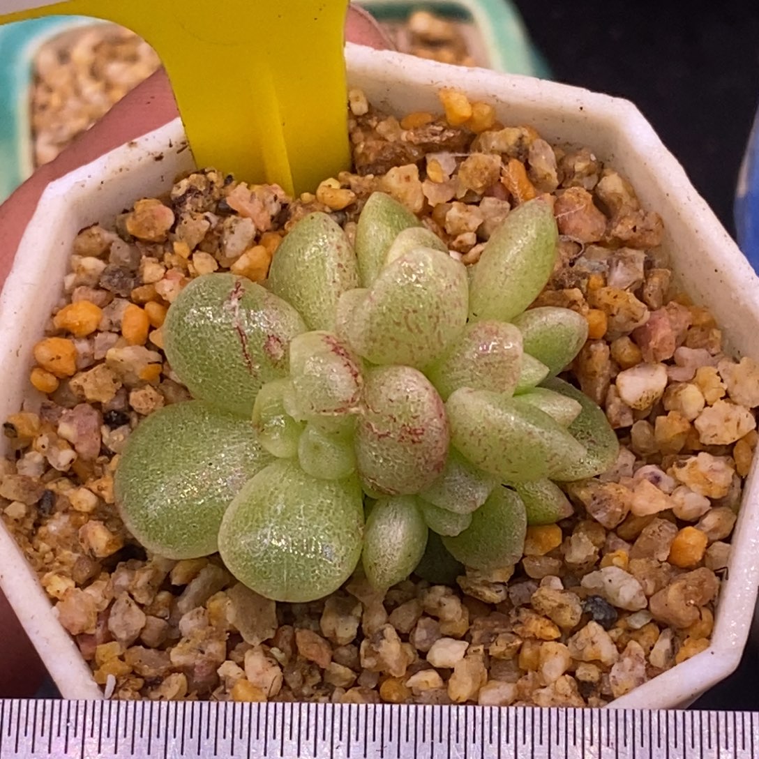 1106冰玉变异石化4头