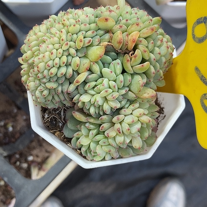 多肉植物白胖子缀636