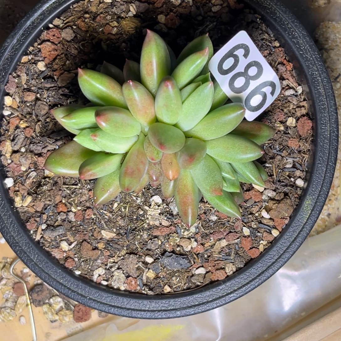多肉植物米其林686