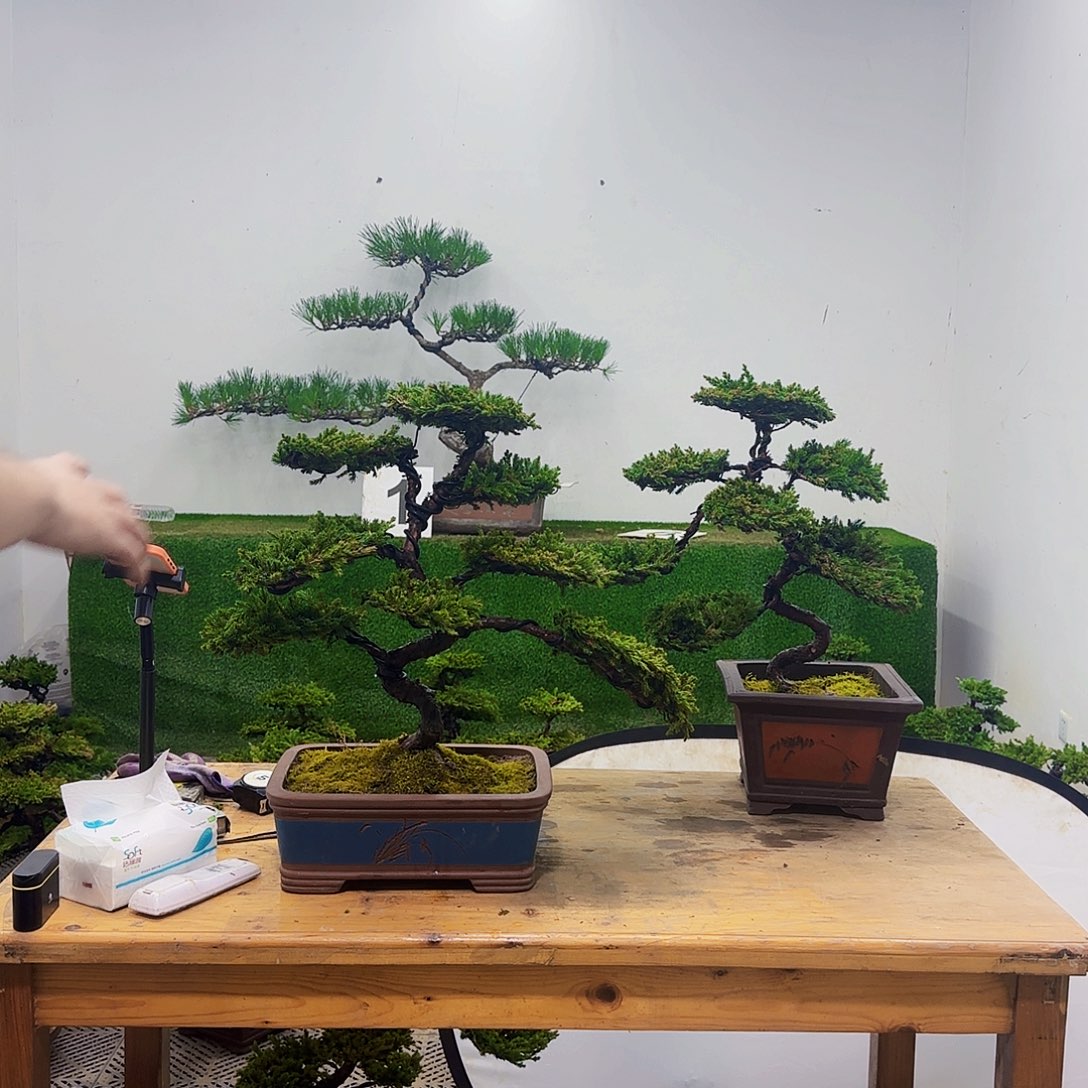 创****生盆景盆景盆景哦家