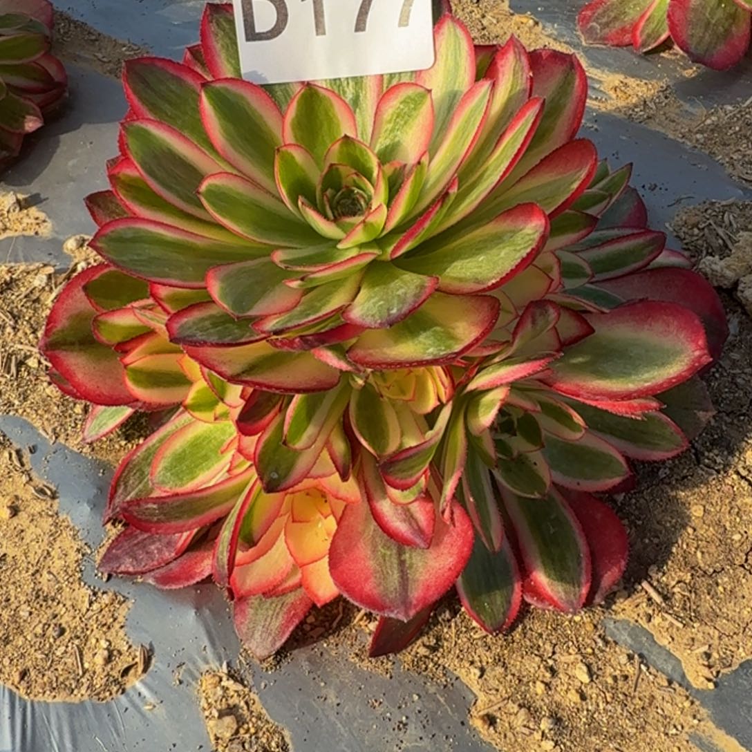 177荔枝。多肉植物