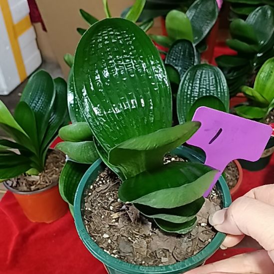 完全开放君子兰麻脸苗