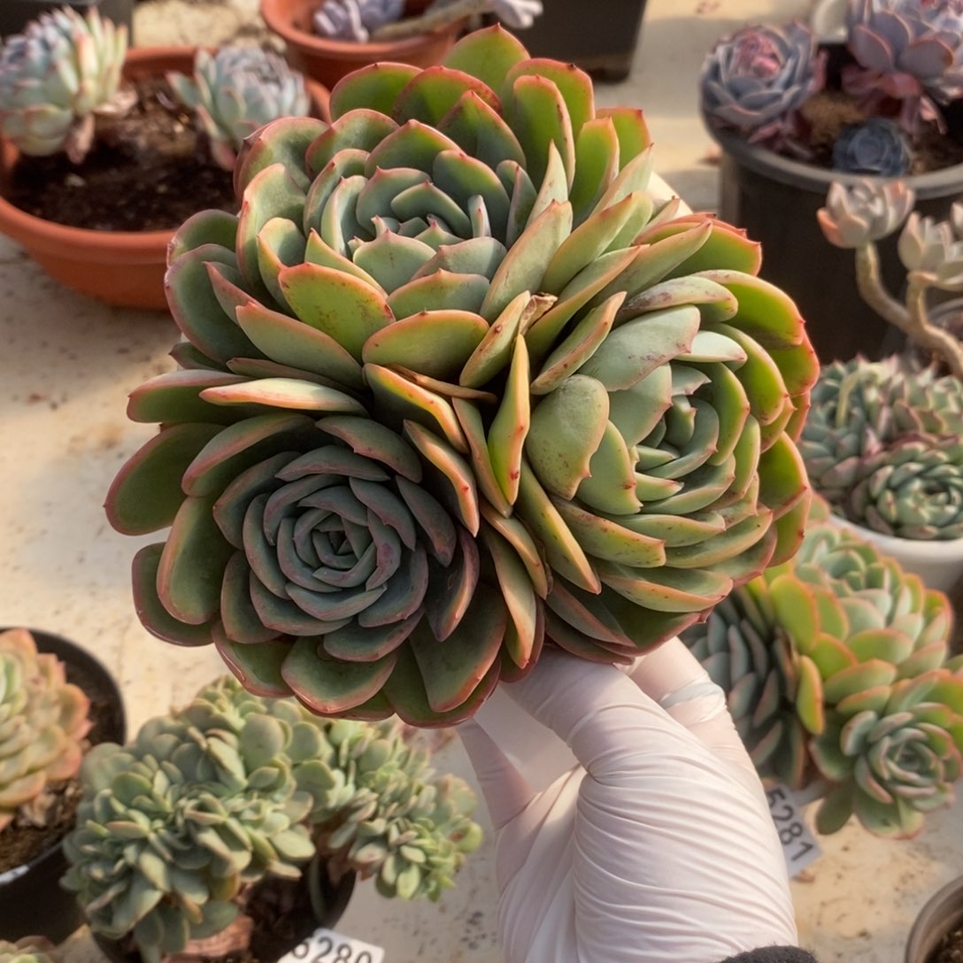 5282晨露多头一物一拍