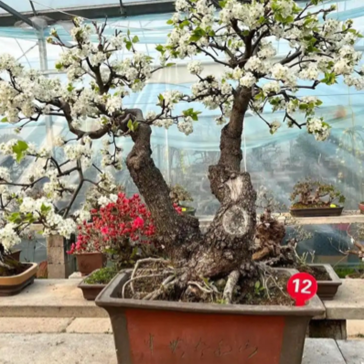 香山红叶黄栌堂梨装秋季观赏植物庭院装饰