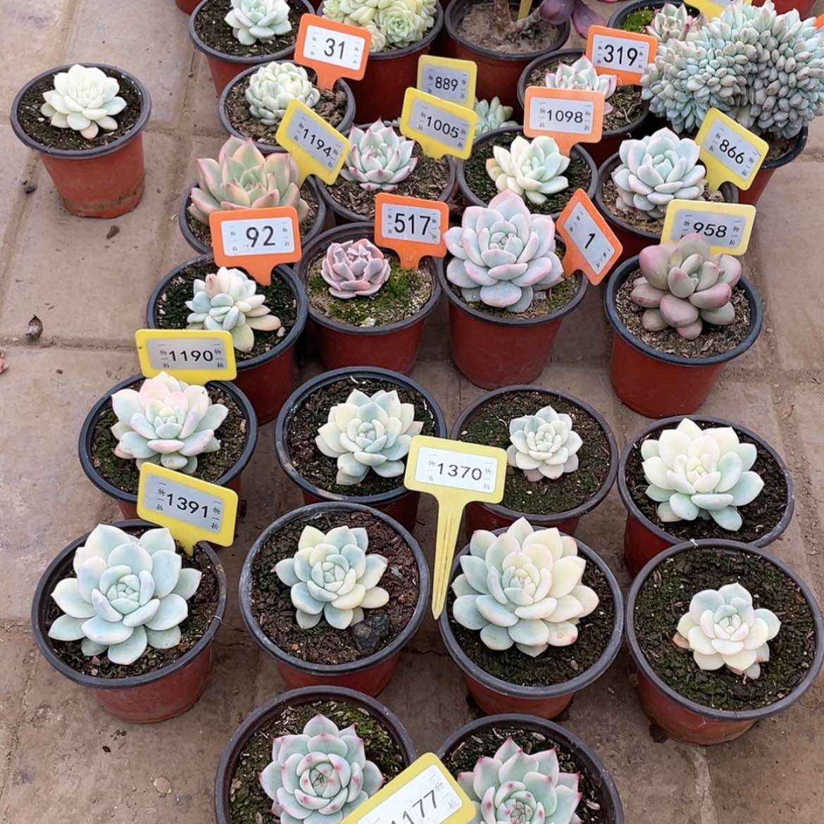 【闪购商品】人**菊1177三颗一组 