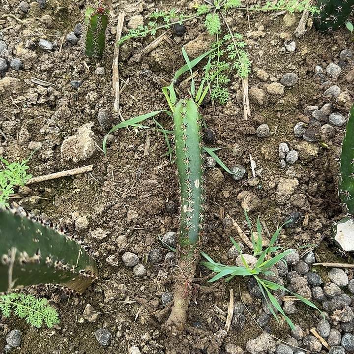 এ***࿐10颗实生袖普发货啦啦