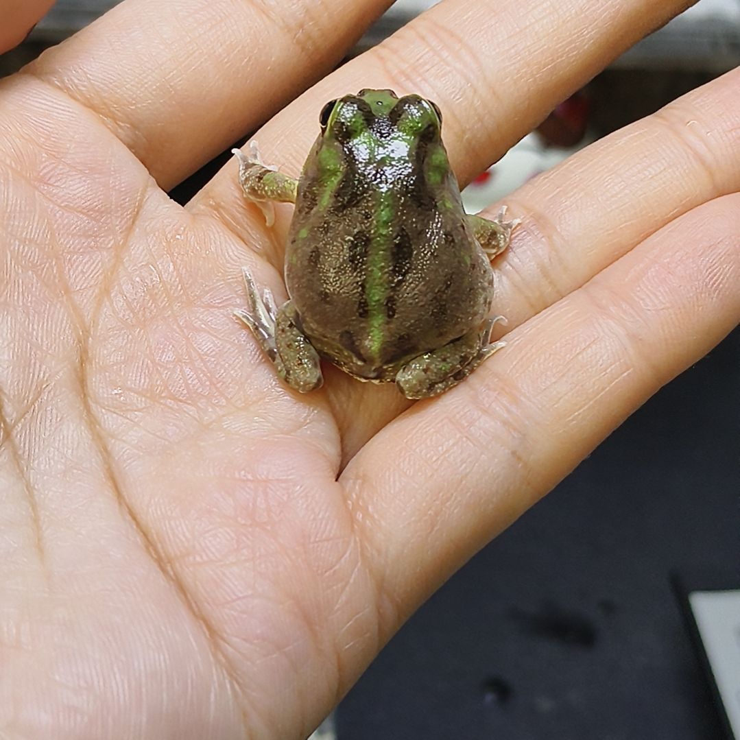 角蛙9号波子角蛙专拍链接