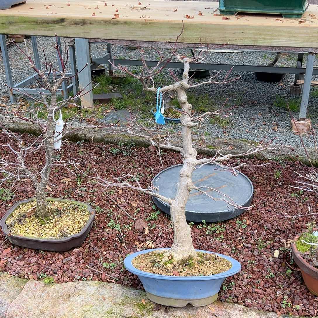 无花朵盆景皋月风树3099山红叶