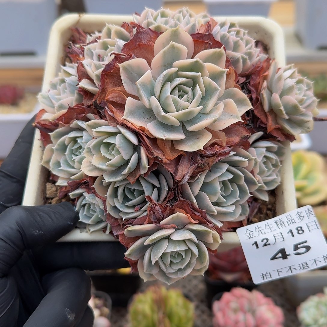 1218-45鲁氏锦群生