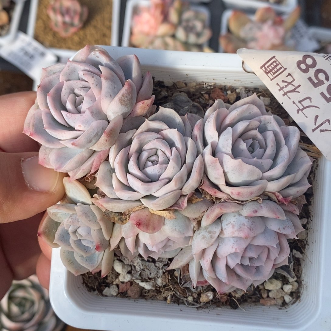 558墨西哥雪球锦群生