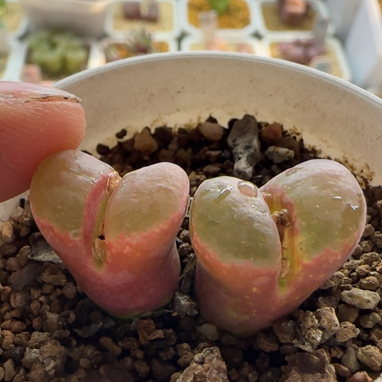 【闪购商品】?****?1088     