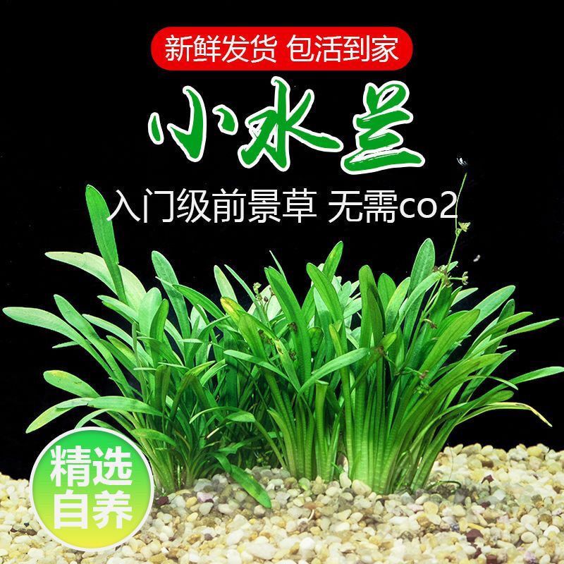 迷你小水兰草缸造景前景草新手入门阴性水草好养易活懒人活体水草