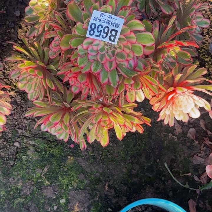 白月光花25-18包邮花花万紫千红一