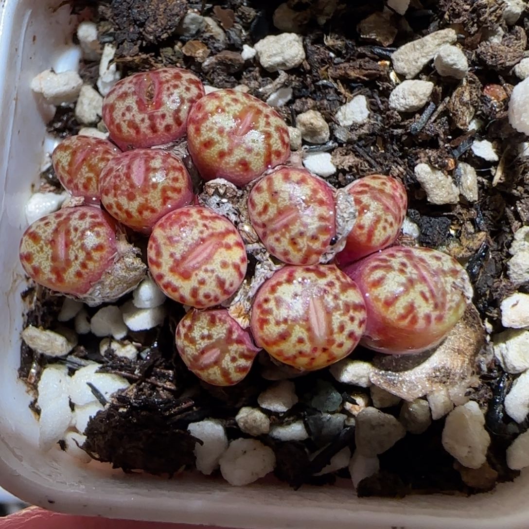 肉锥多肉植物百科-小型红安贞1227