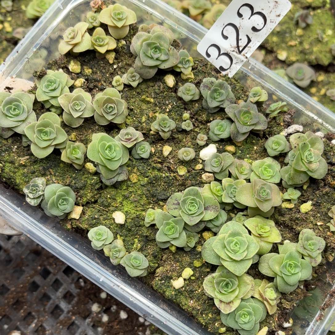 多肉植物多肉植物323