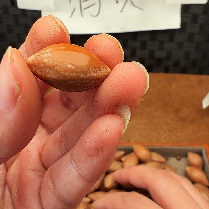 南***普橄榄核手串/手链橄榄