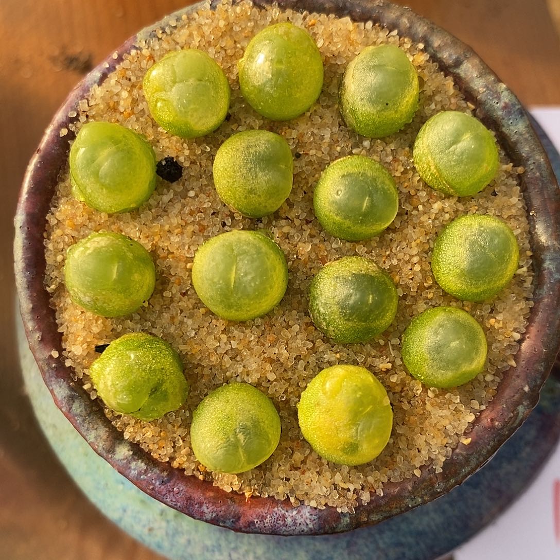 2835紫皮拉登一颗。     