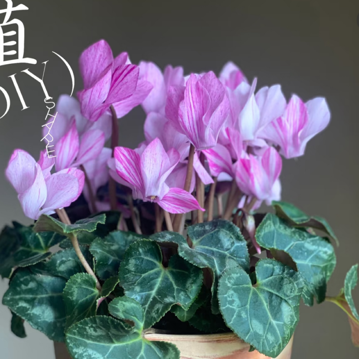 【水彩·紫罗兰】非常特殊！种球多年生四季开花香味绿植盆栽