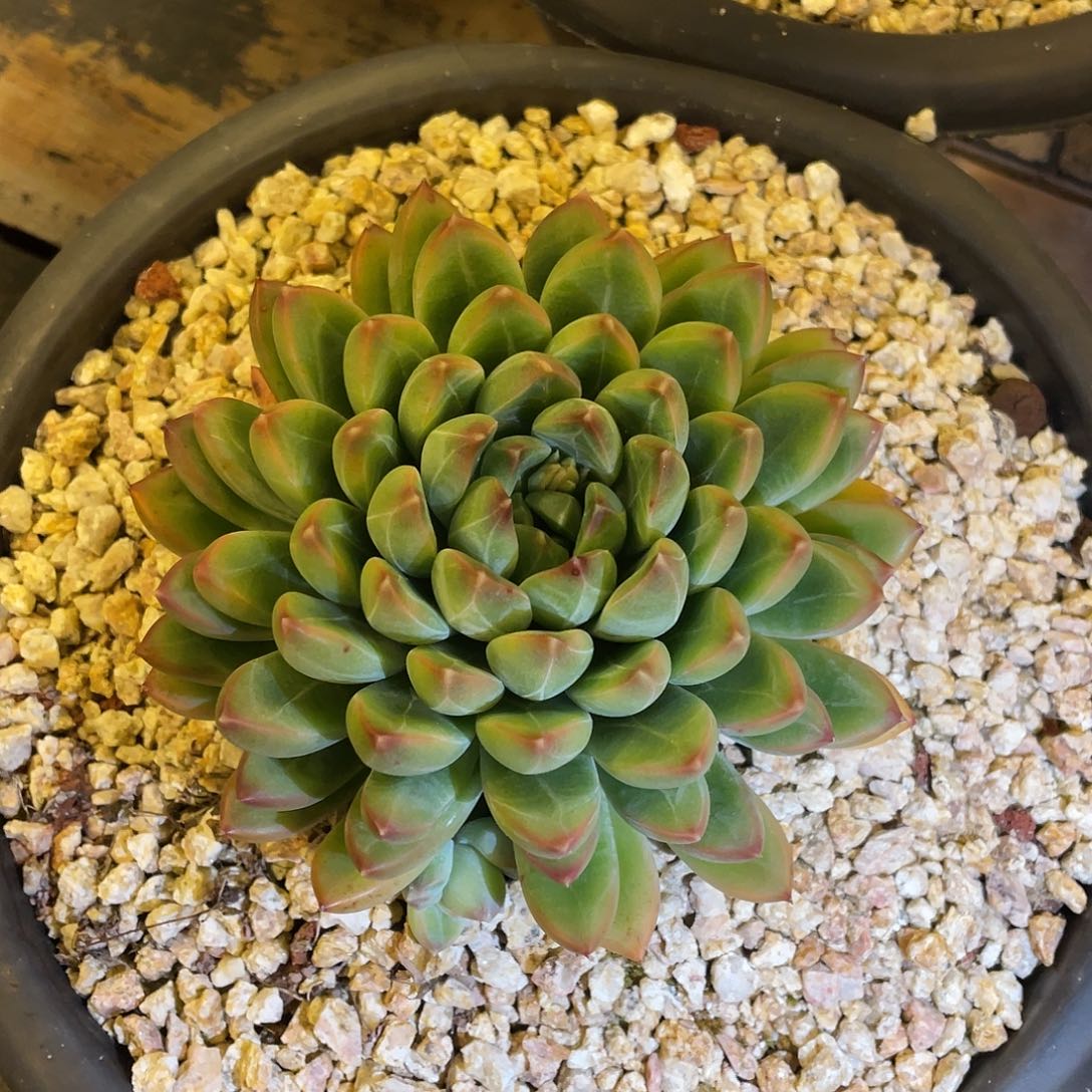 多肉植物一物一拍