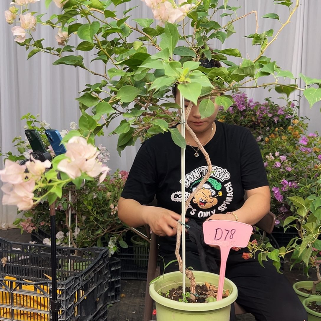 H***L当前无花栽培后可以开花D78暗丽