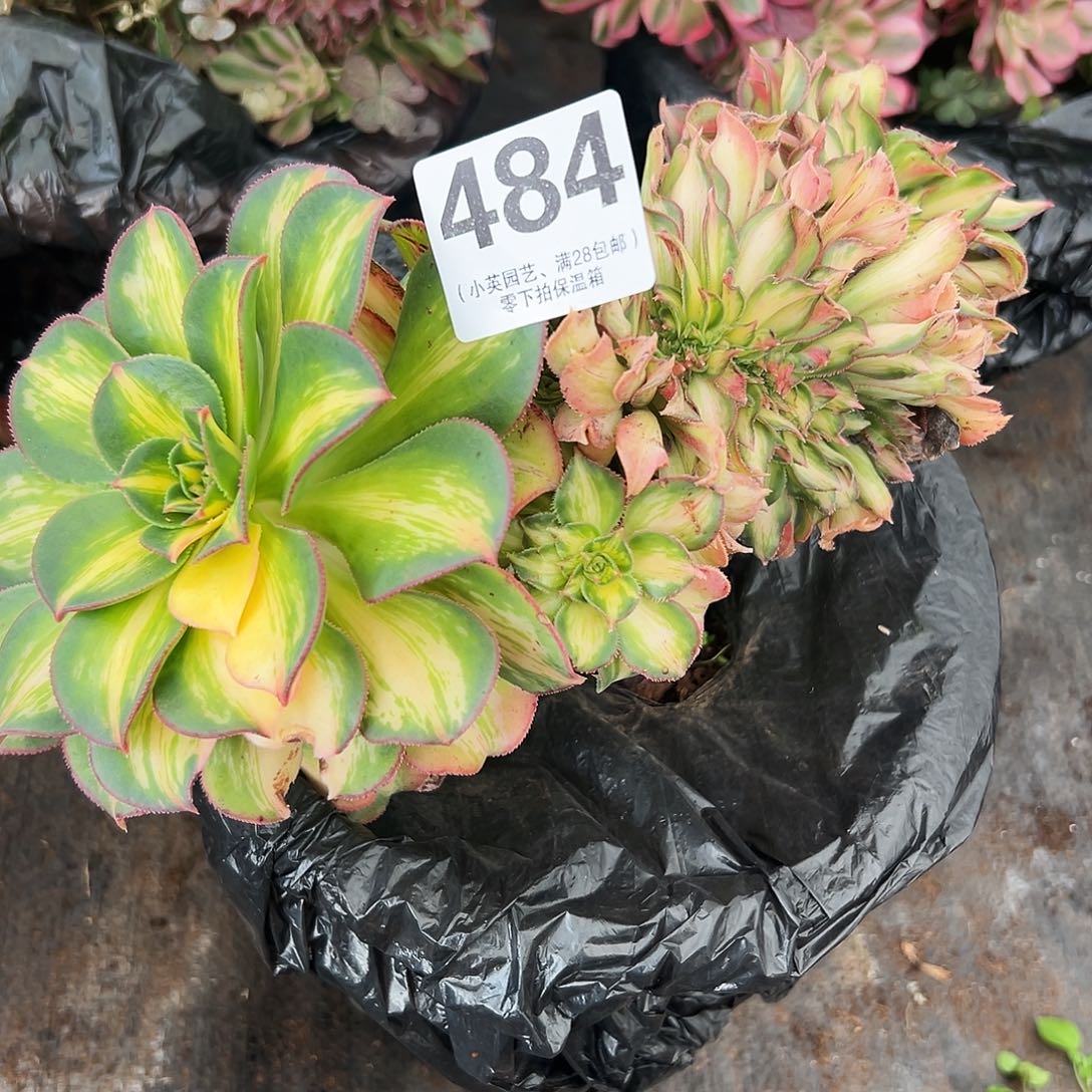 多肉植物484焕彩缀