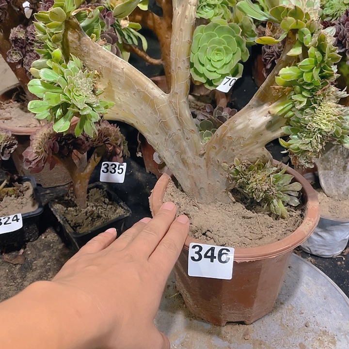 346原始绿造型盆景生长裂