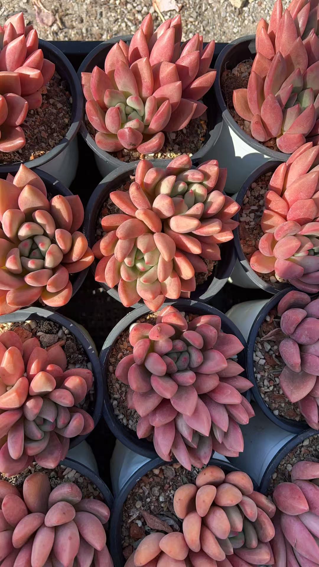 控养仙贝   多肉绿植