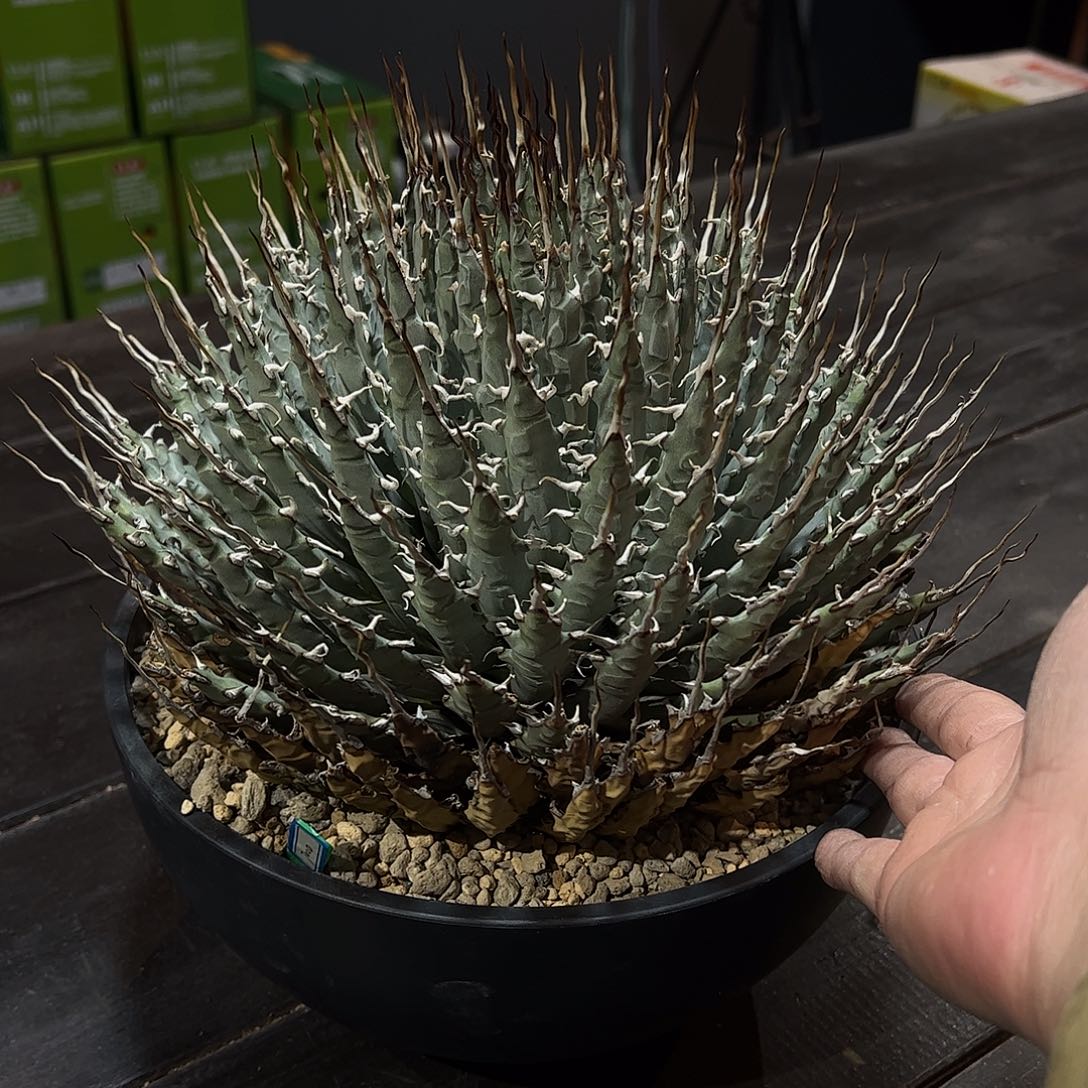 煜***炜大曲刺妖炎 66888