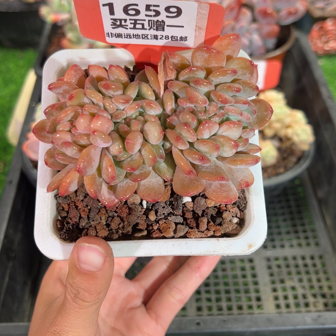 表妹精品多肉1659.